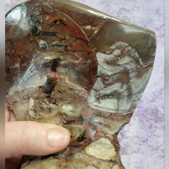 Ammonite & Goniatte Fossil Free Standing - Picture 7 of 12